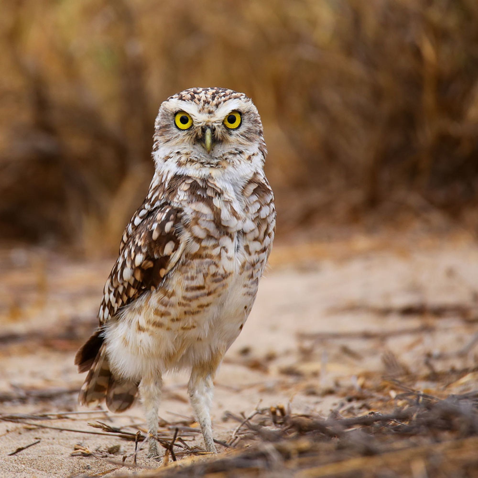 Owl in Nature