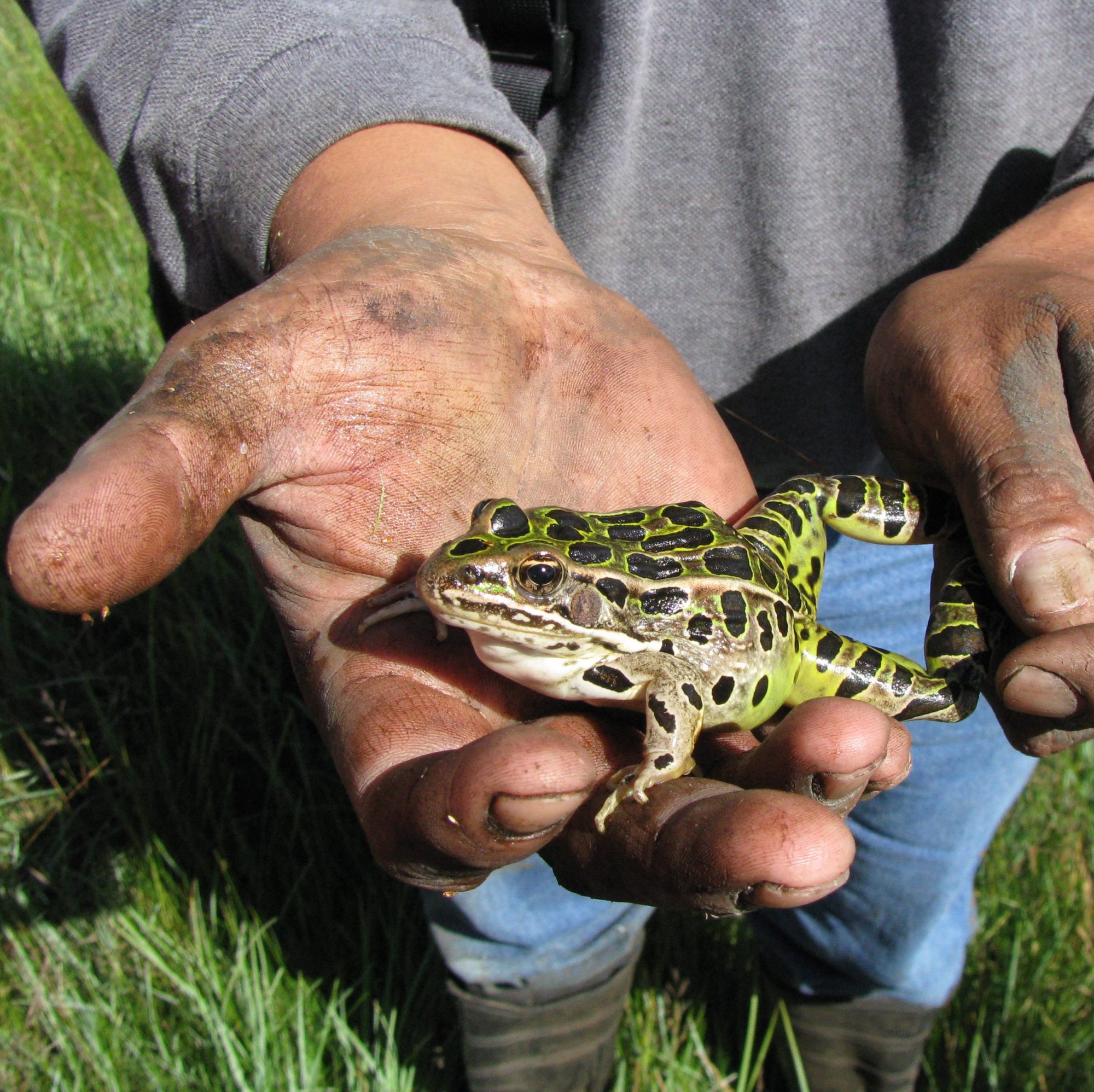 Taos Pueblo Leopard Frog